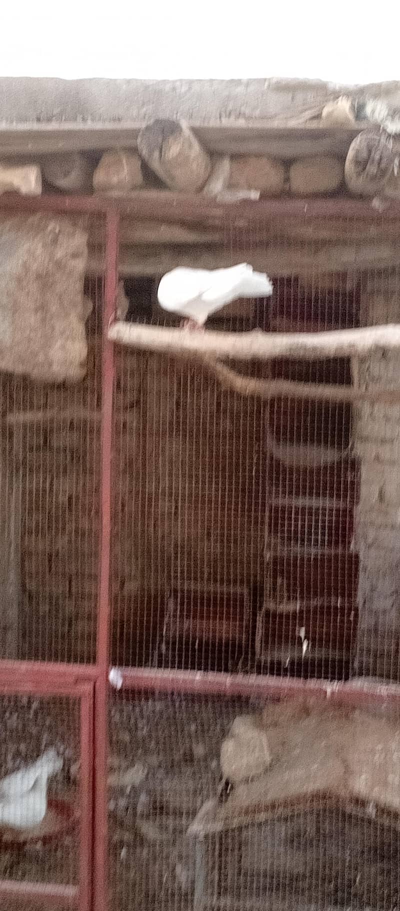 Fancy pigeons 9