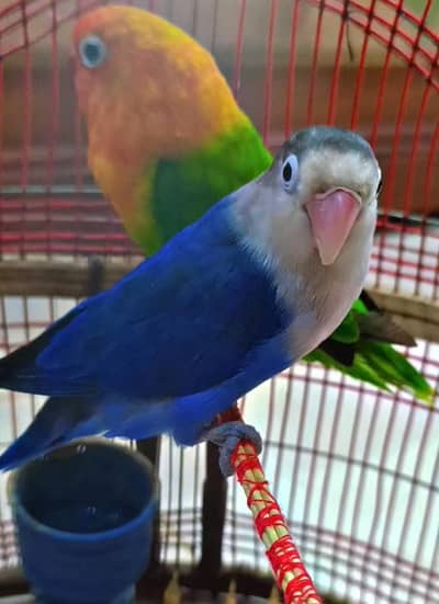 Love Birds For Sale.