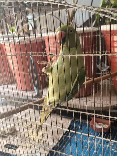 Parrot for sale.