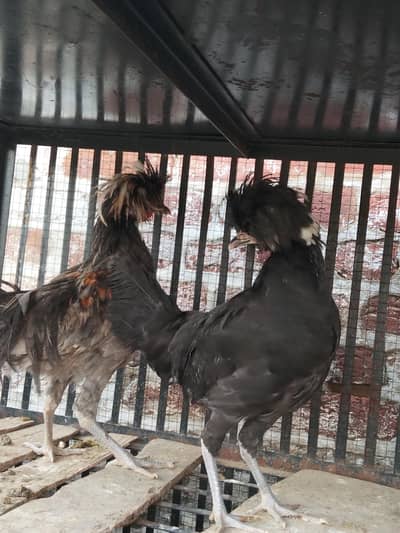 One black polish pair and 2 silkie females