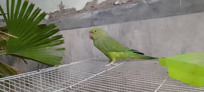 Female parrot