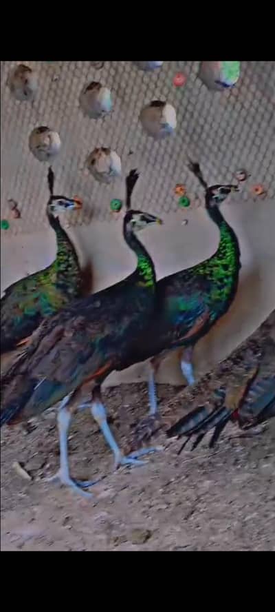 Quality Bird's