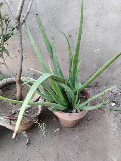 aloe vera plant