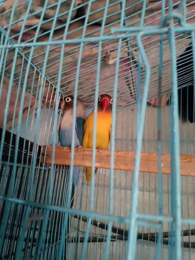 lovebird breeder pair 2 chicks