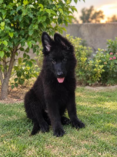 long coat German shepherd puppies for sale