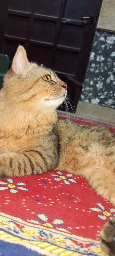 Semi Persian Cat - Tabby Style