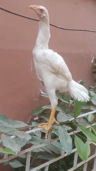 4 months Shamo female