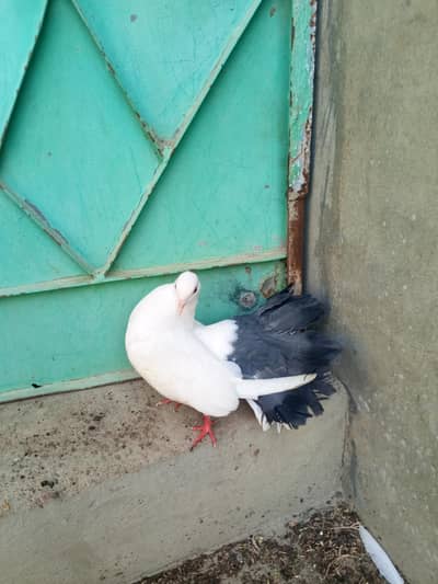 red tail black tail laka