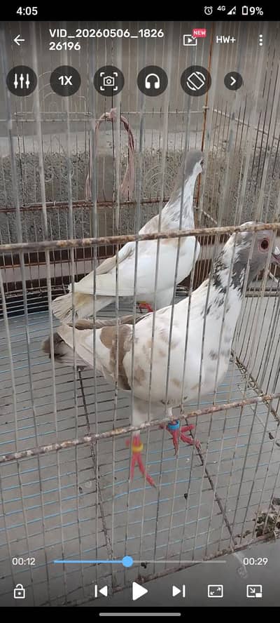 Kaboter kabootar pegion