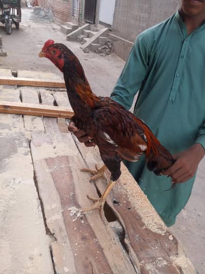 meyan Wali Aseel patha