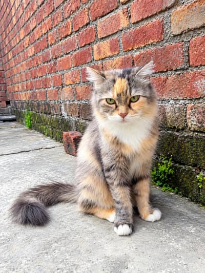 Beautiful & Playful Female Persian Cat for Sale