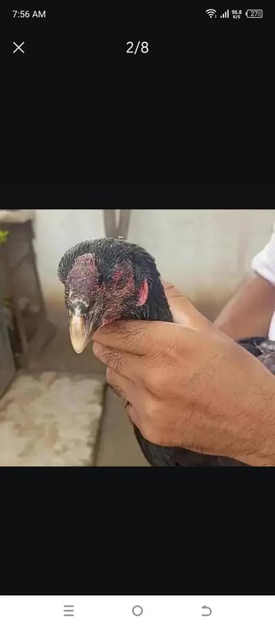 Thai parrot beak female or burmi