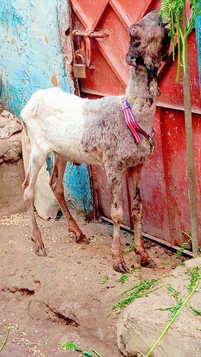 ablaq dumba v vip for sale