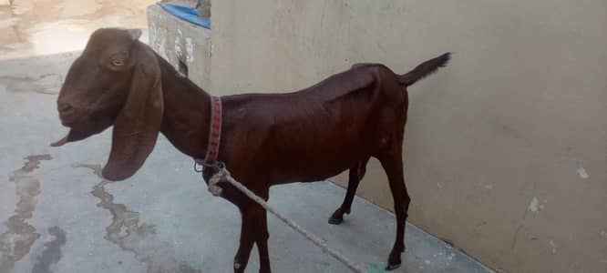 Goat for sale