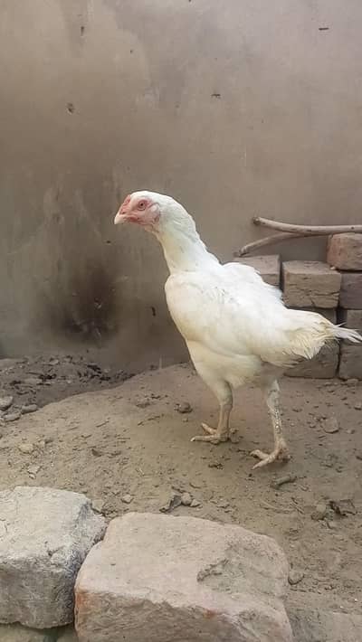 high quality heera aseel female for sale. and 3.5 month chiks availabl