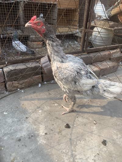 Aseel pure Pakistani murga and walati cross murgi