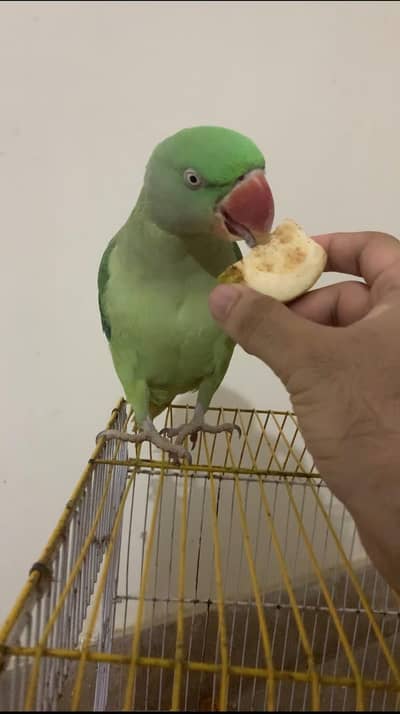 RAW GREEN FEMALE PARROT | HAND TAME | 25000 DEMAND