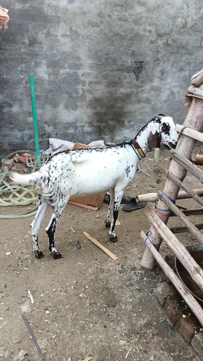 makhi chini beautyfull female desi fresh corosd