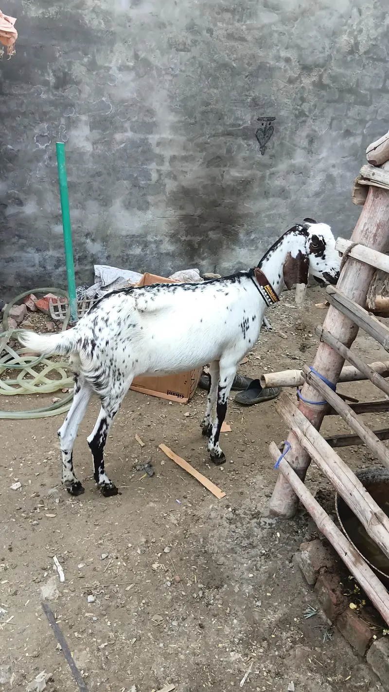 makhi chini beautyfull female desi fresh corosd