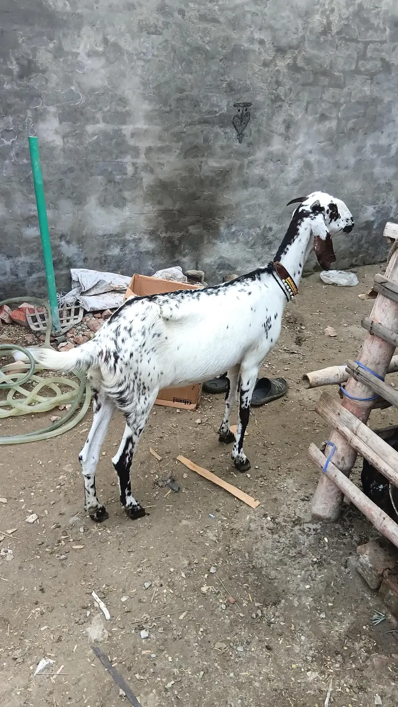 makhi chini beautyfull female desi fresh corosd — photo 2