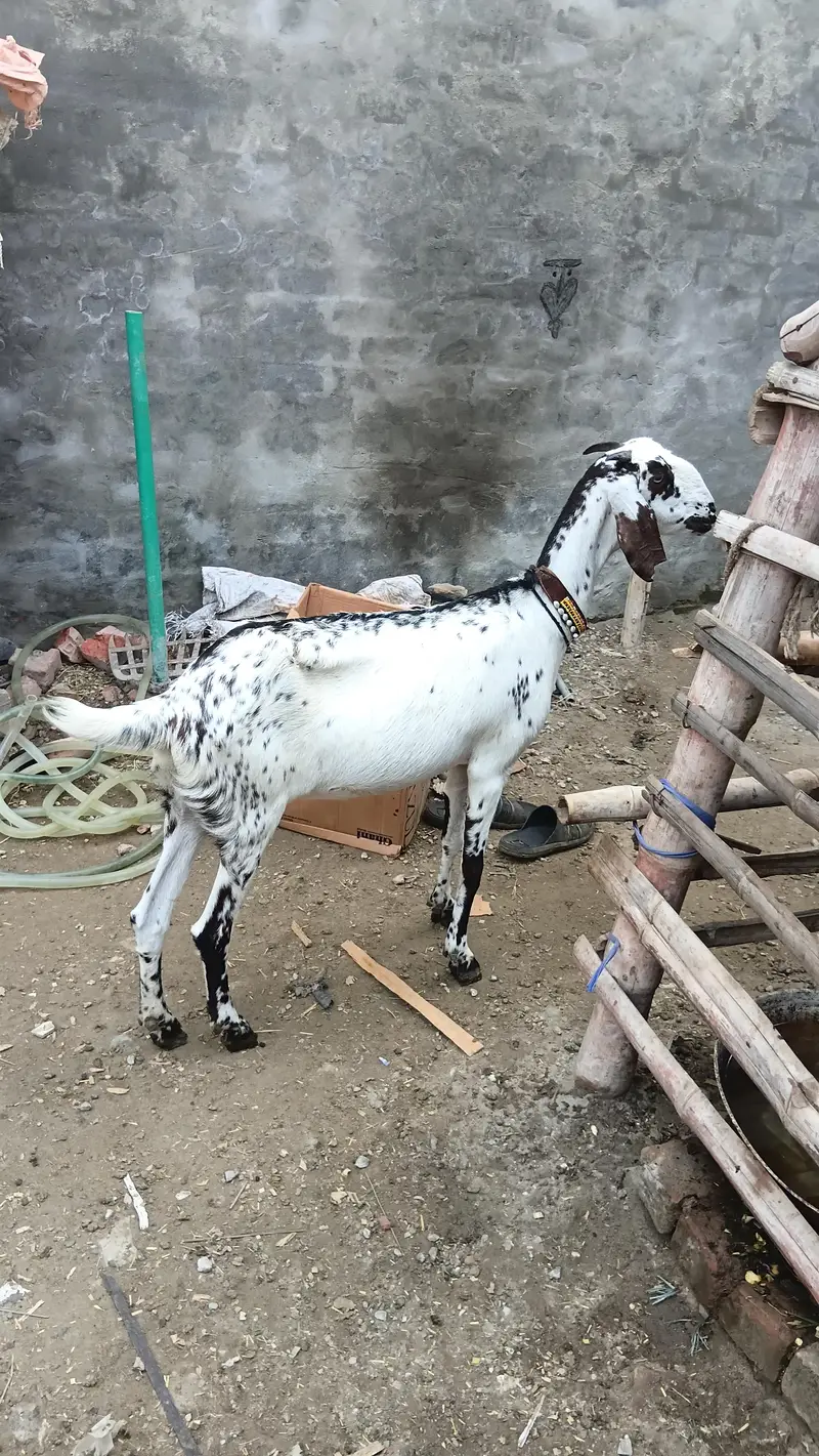 makhi chini beautyfull female desi fresh corosd — photo 3