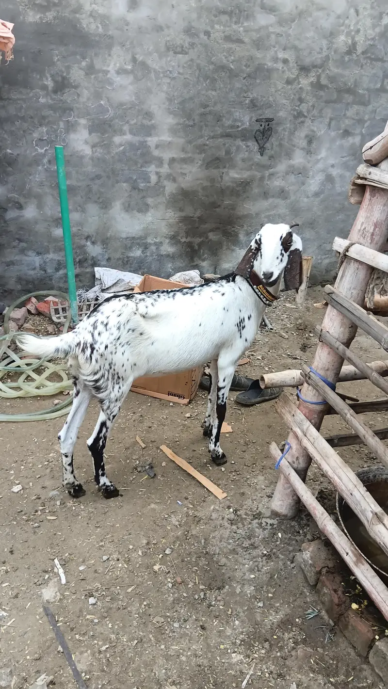 makhi chini beautyfull female desi fresh corosd — photo 4