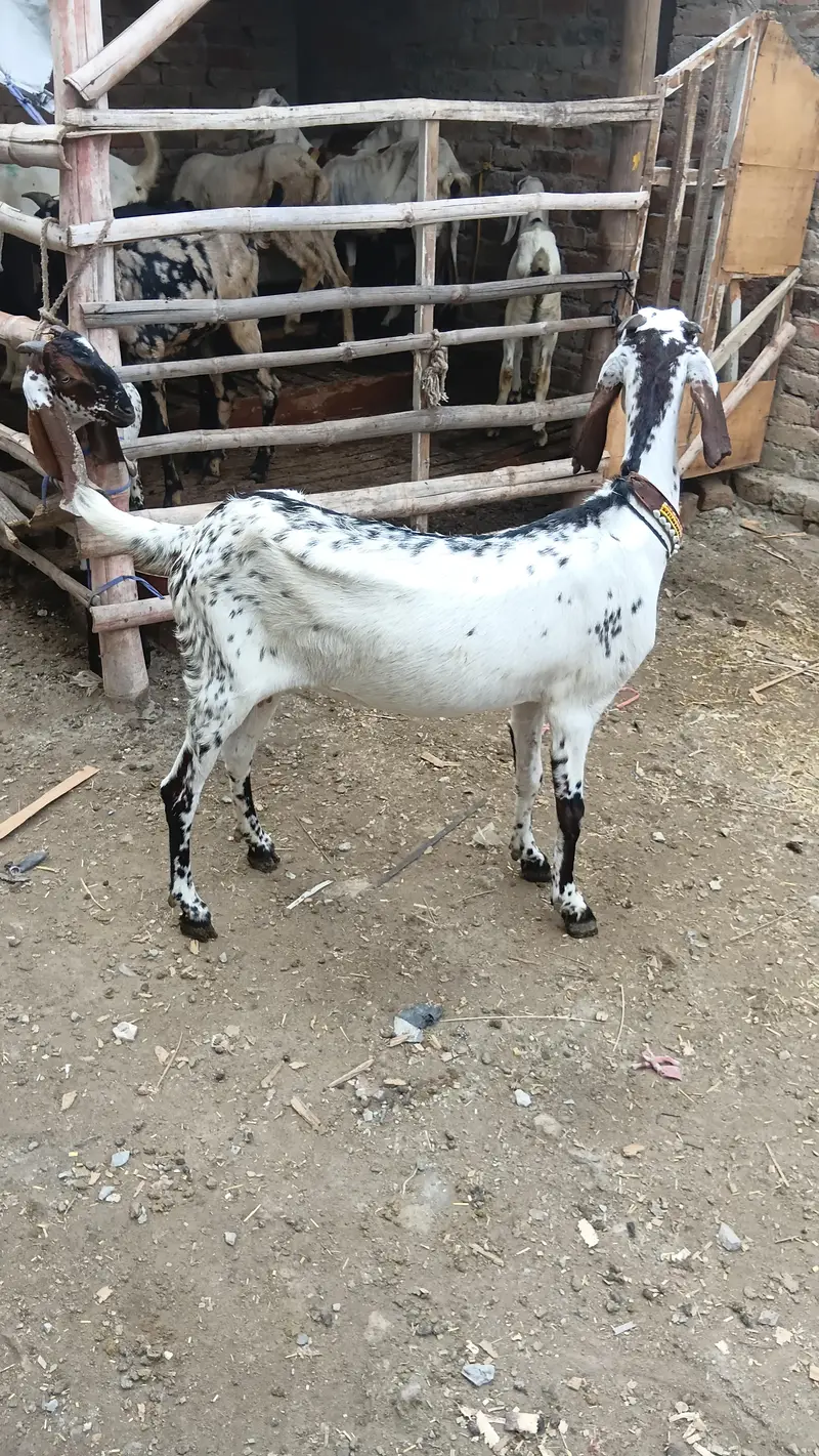 makhi chini beautyfull female desi fresh corosd — photo 5