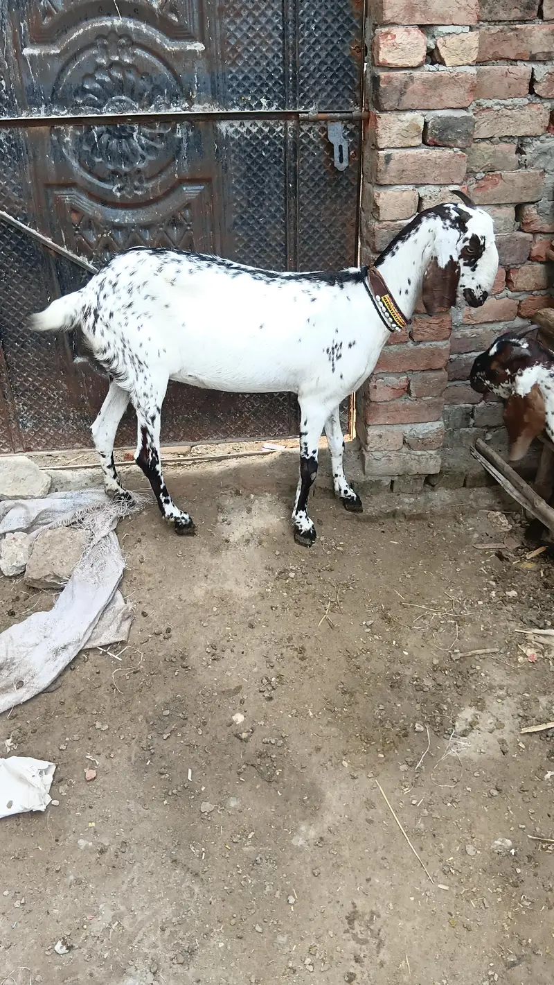 makhi chini beautyfull female desi fresh corosd — photo 6