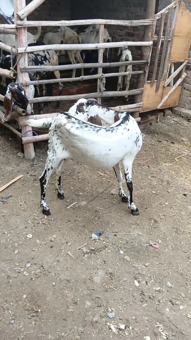 makhi chini beautyfull female desi fresh corosd — photo 7