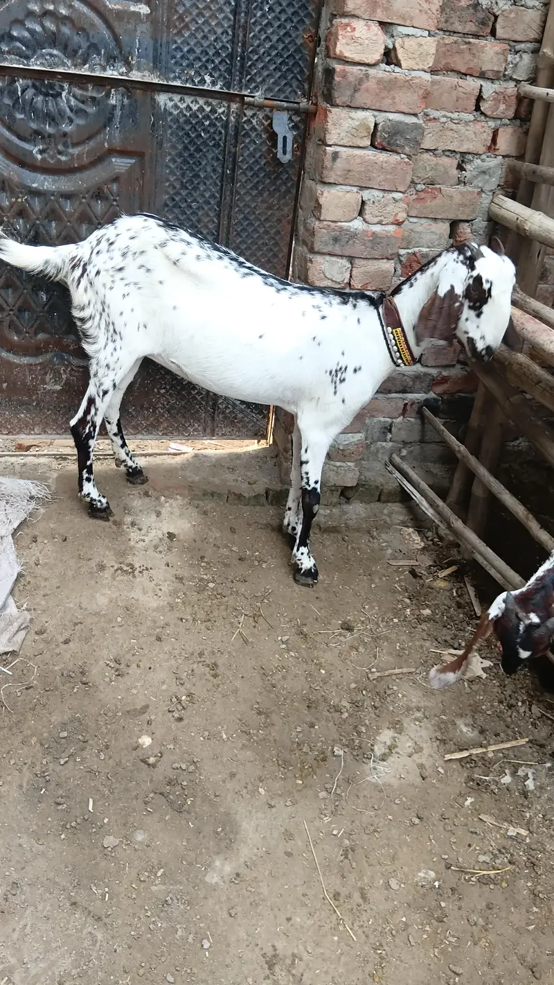 makhi chini beautyfull female desi fresh corosd — photo 8