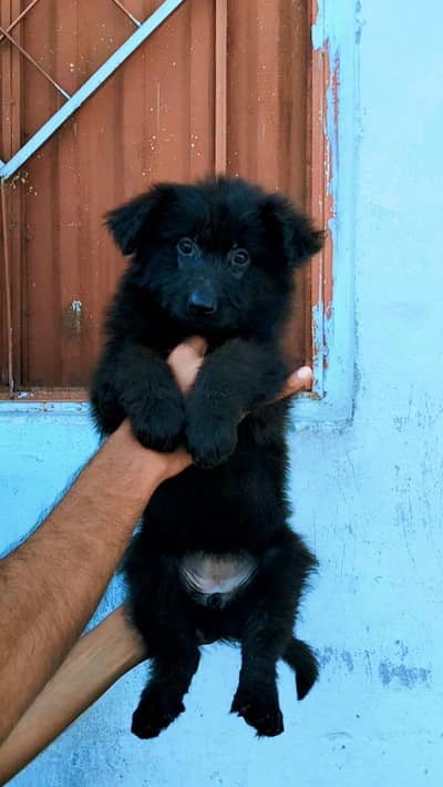 Show Quality Black German Shepherd Female Puppies