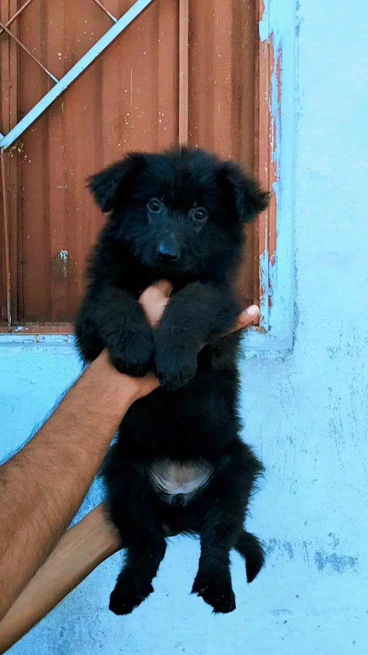 Show Quality Black German Shepherd Female Puppies