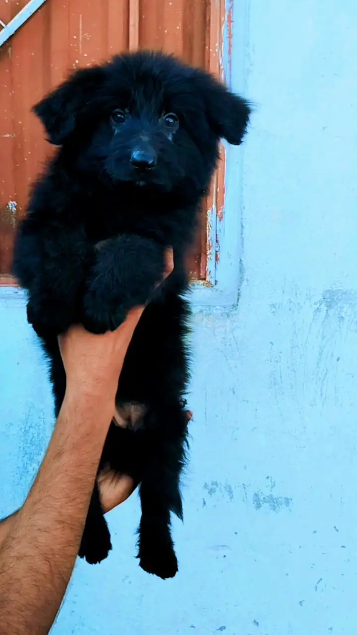 Show Quality Black German Shepherd Female Puppies — photo 2