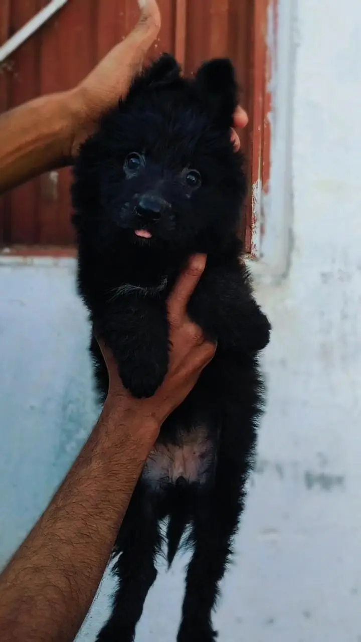Show Quality Black German Shepherd Female Puppies — photo 3
