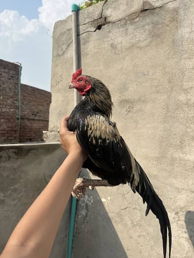 Mianwali zero size murga white nok nali white eyes