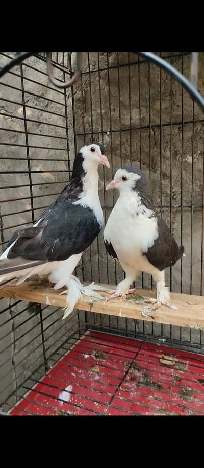 sherazi pigeons available. 03064124879. WhatsApp number