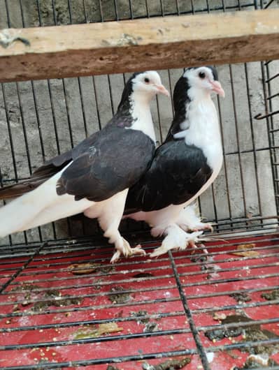 sherazi pigeons available. 03064124879. WhatsApp number