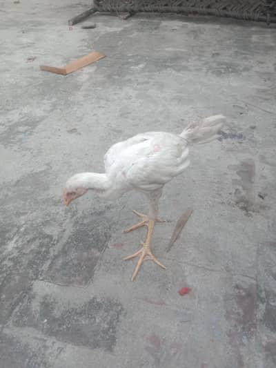 Heera chicks for sale 03054664415