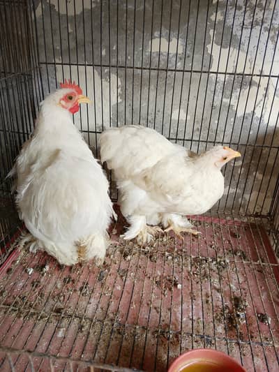 white bantam pair