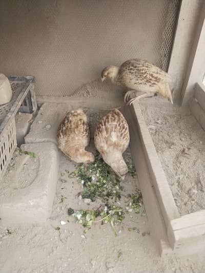 Teetar Irani pair or dakhni