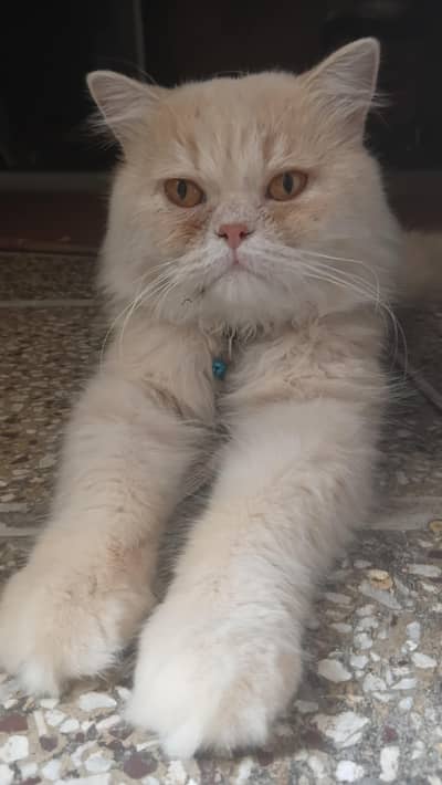 Punch face male stud for matting only