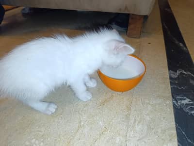 White Domestic ShortHair Cross Persian. Cell Num:0-3-2-4-9-0-0-9-3-9-9