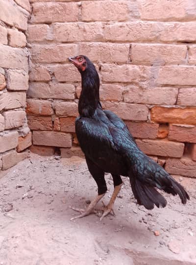 Asell Mianwali Female