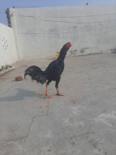 black white China murga ha rate 12000