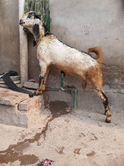 Makhi China Bakra