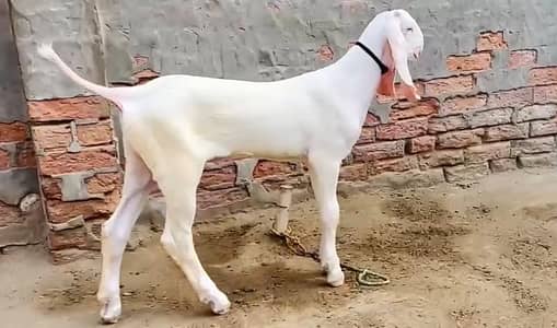 Gulabi Bakra For Sale Urgent 6 months