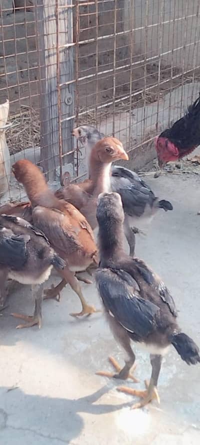 Top Quality Aseel Chicks with hen available