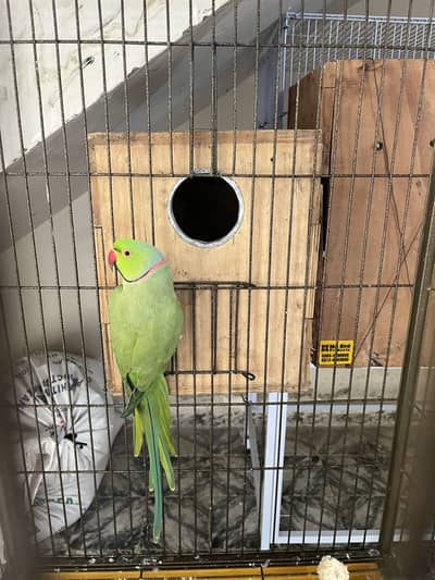 Ringneck Breeding pair for sell