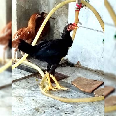 Aseel Mianwali Thai For Sale All stock