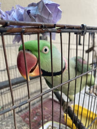 03044022367 Raw Parrot And simple